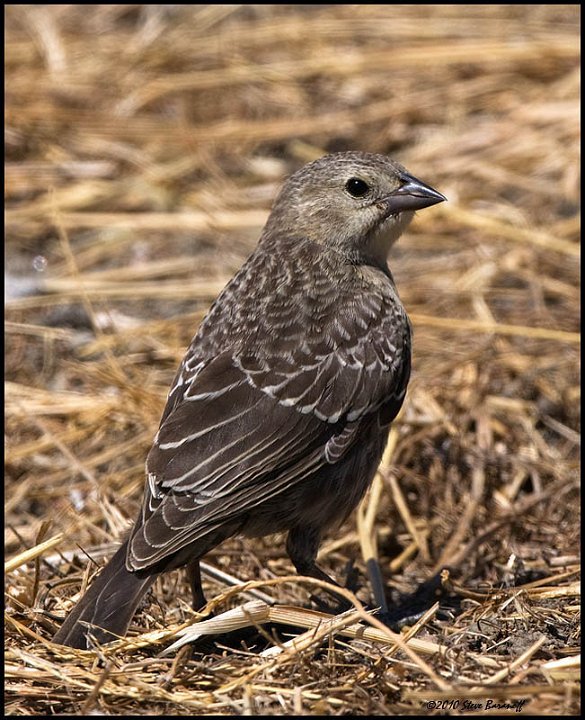 _0SB3632 brown-headed cowbird female.jpg